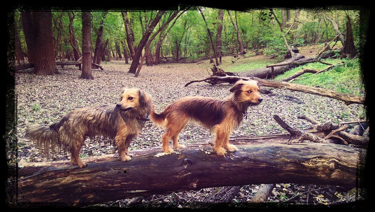 Minnehaha Falls Dog Park