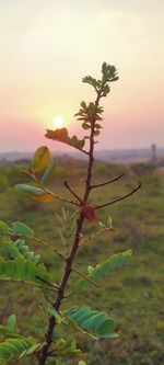 Close-up of plant on field against sky during sunset