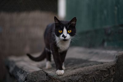 Close-up portrait of cat