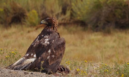 Bird perching on a field