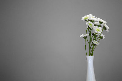 Close-up of white flowers in vase