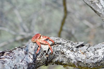 Close-up of lizard on tree