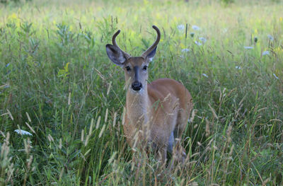 Portrait of deer on field