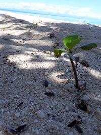 Close-up of plant growing on beach