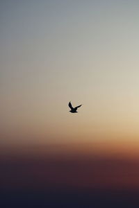 Silhouette bird flying against clear sky