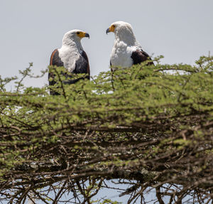 Low angle view of bird perching on tree