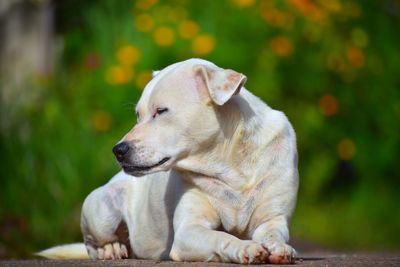 Close-up of a dog looking away