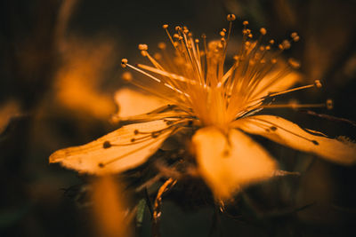 Close-up of yellow dandelion flower