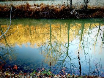 Reflection of plants in water