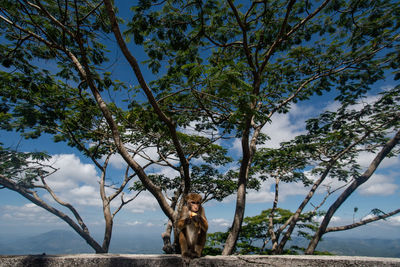 One macaque monkey sitting on a stone fencing eating a banana on the background of a nature