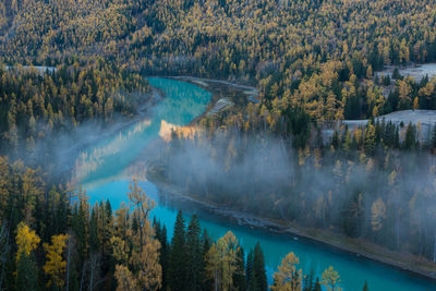 Panoramic view of forest during autumn