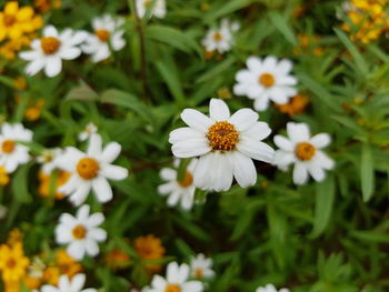 Close-up of white daisy flowers on field