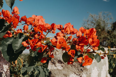 Close-up of red flowering plant against sky