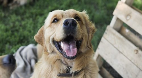 Close-up of dog