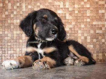 Dog resting on tiled floor