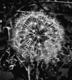 Close-up of dandelion