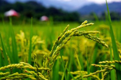 Close-up of wheat growing on field