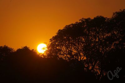 Low angle view of silhouette trees against orange sky