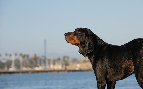 Close-up of dog standing against clear sky