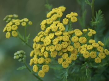 Close-up of yellow flowering plant