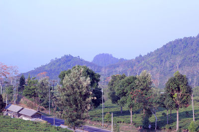 Panoramic shot of trees on landscape against clear sky