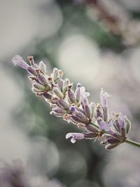 Close-up of plant against white background