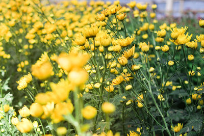 Close-up of yellow flowering plants on field