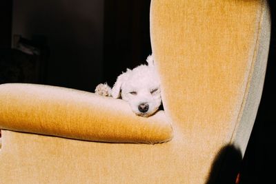 Close-up of dog relaxing at home