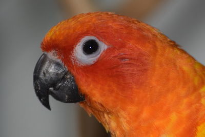 Close-up portrait of a parrot