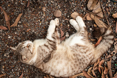 High angle view of cat sleeping on field