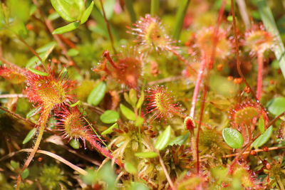 Close-up of red flowering plant