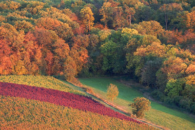 Scenic view of forest during autumn