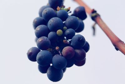 Close-up of grapes against white background