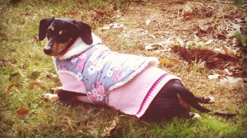 Dog relaxing on field