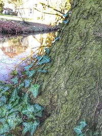 Close-up of ivy growing on tree trunk