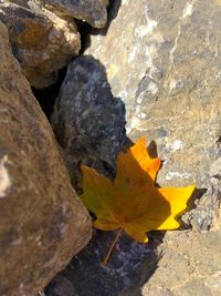 High angle view of autumn leaf on rock