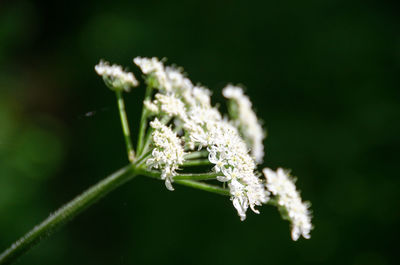 Close-up of insect on white flower