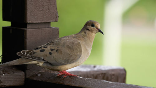 Close-up of bird perching on retaining wall