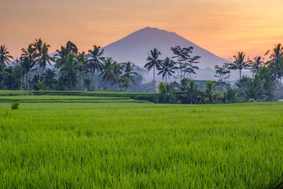 Scenic view of grassy field against sky during sunset