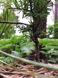 Close-up of plant