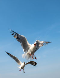 Low angle view of seagull flying against clear sky, chasing after food to eat.