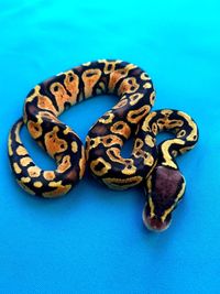 Close-up of snake against blue background