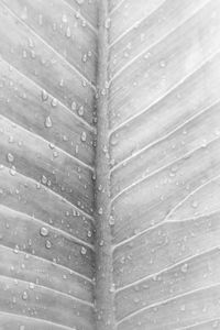 Full frame shot of wet leaves