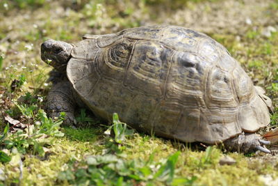 Close-up of a turtle