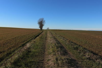 Scenic view of field against clear blue sky