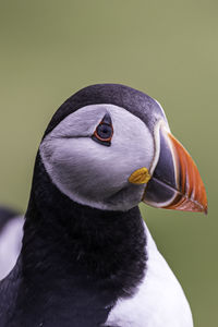 Close-up of a bird