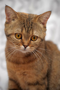 Close-up portrait of a cat