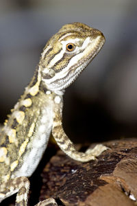 Close-up of a lizard