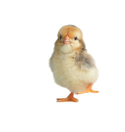 Close-up of a bird against white background