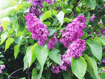 Close-up of purple flowers blooming outdoors